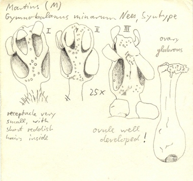 Vorschaubild Gymnobalanus minarum Nees & Mart.